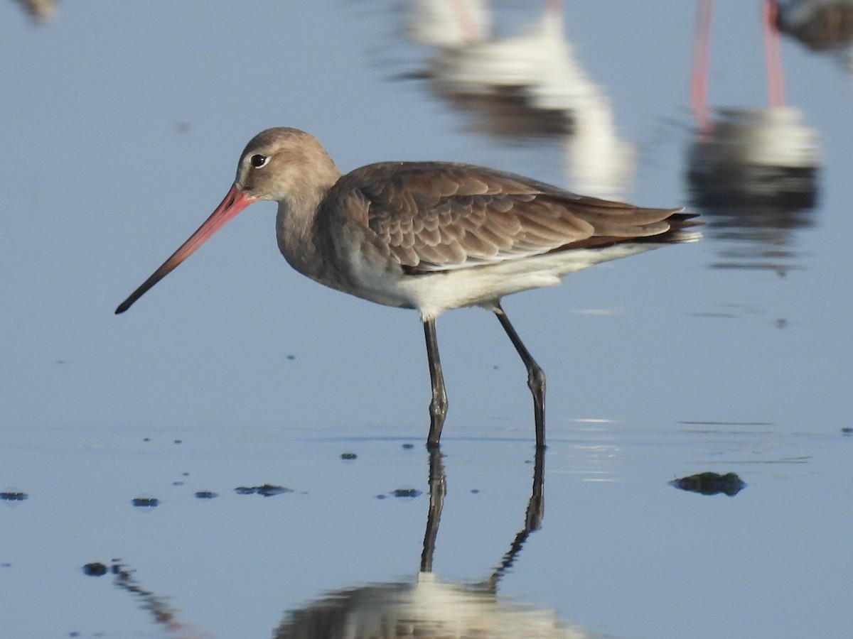 Black-tailed Godwit - ML385214861