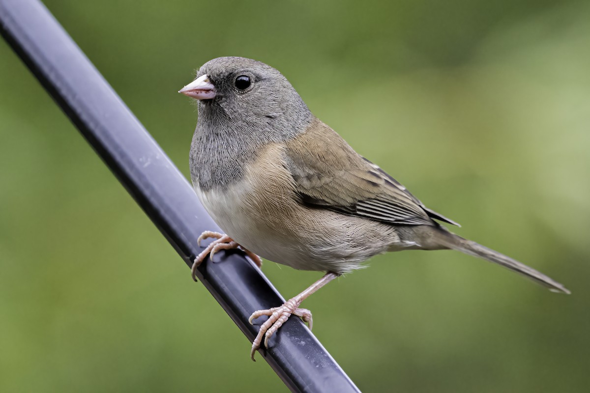 Dark-eyed Junco (Oregon) - ML385216261