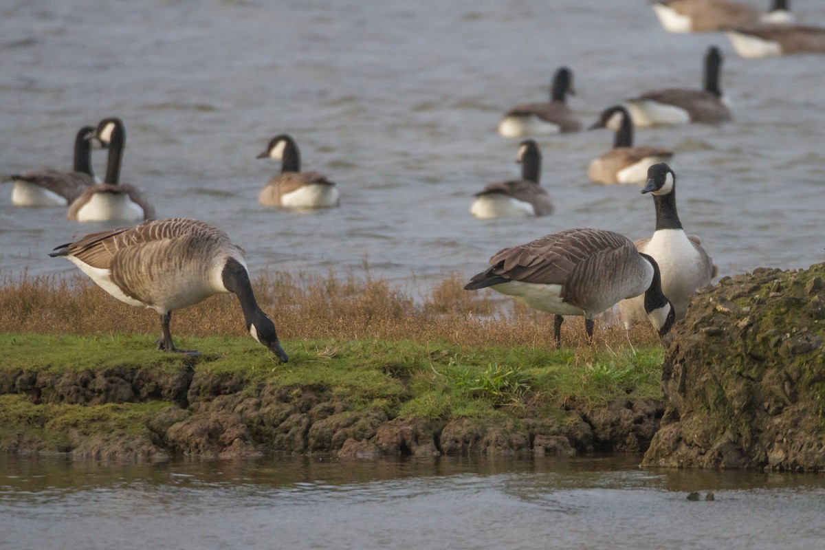 Canada Goose - Terry Woodward