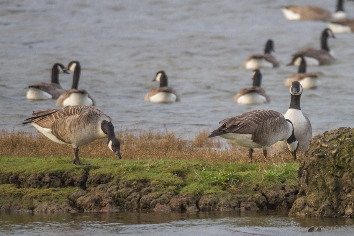 Canada Goose - Terry Woodward