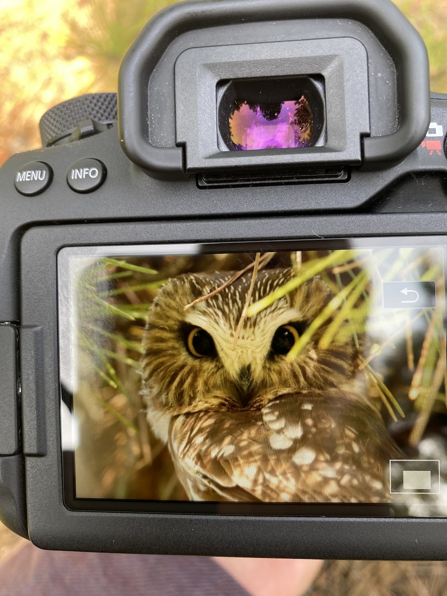 Northern Saw-whet Owl - ML385216841