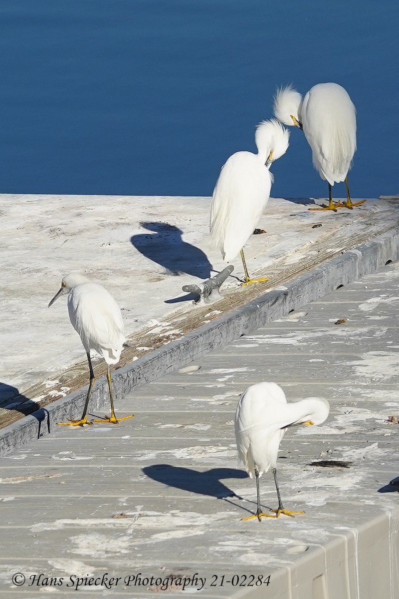 Snowy Egret - Hans Spiecker