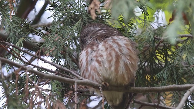 Northern Saw-whet Owl - ML385218921