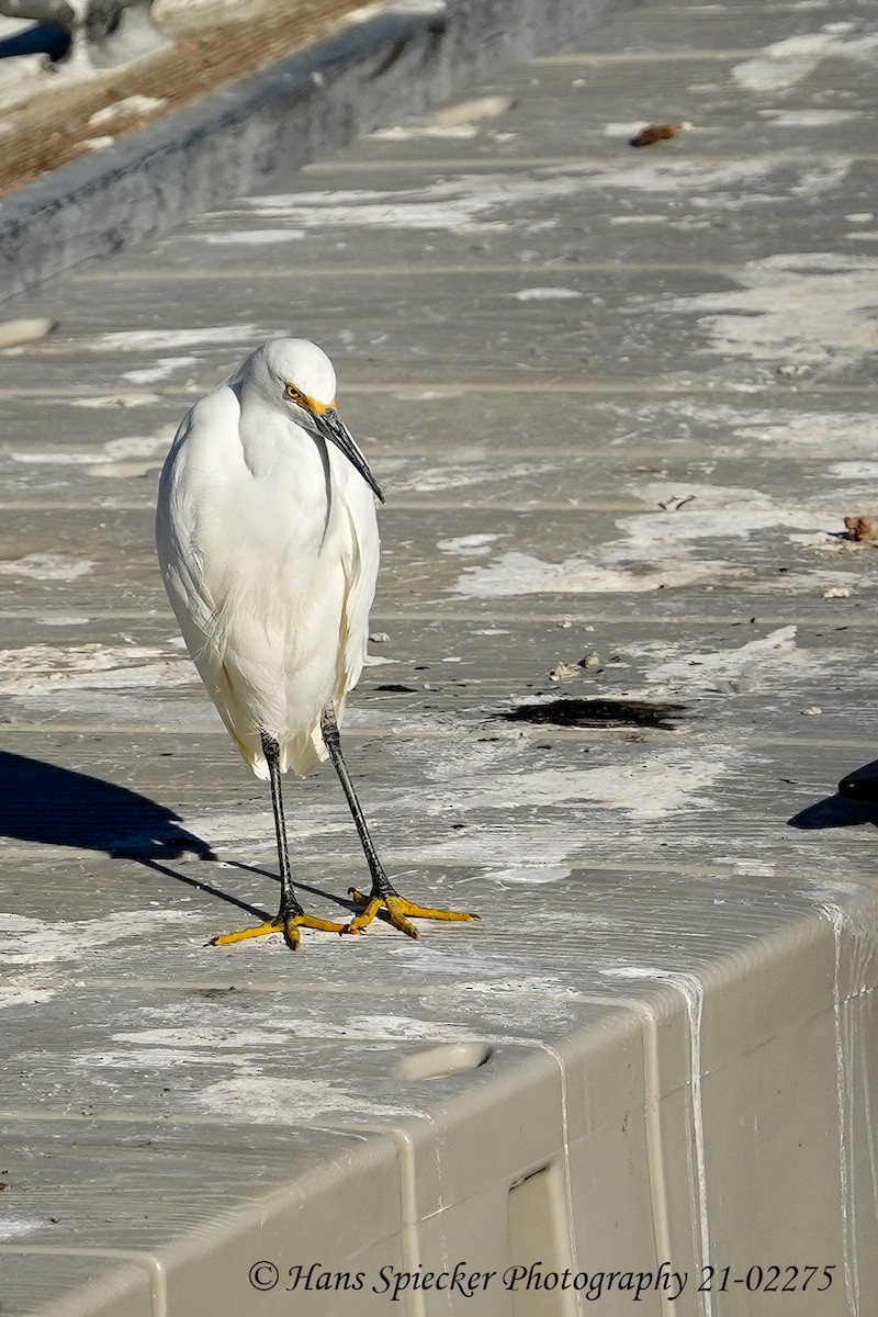 Snowy Egret - Hans Spiecker