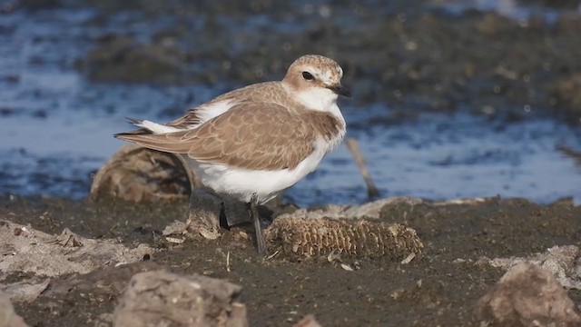 Kentish Plover - ML385220151