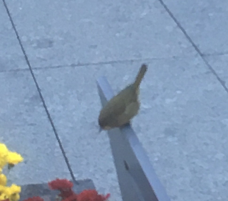 Common Yellowthroat - ML385220951