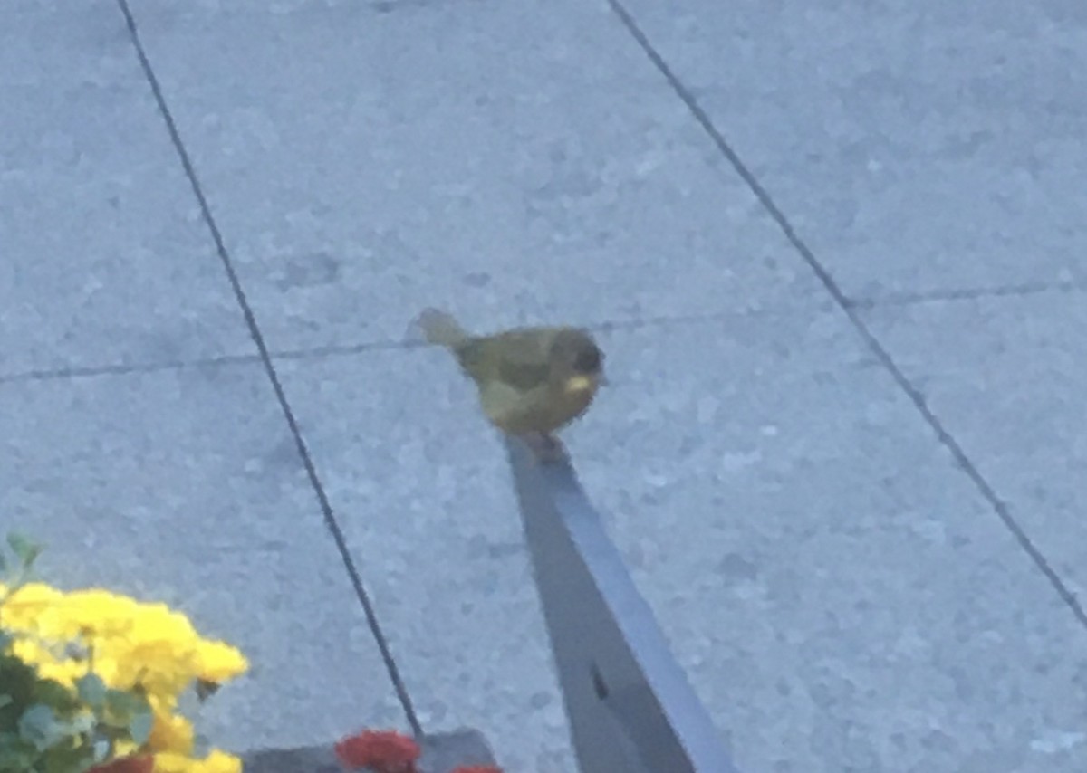 Common Yellowthroat - ML385220971