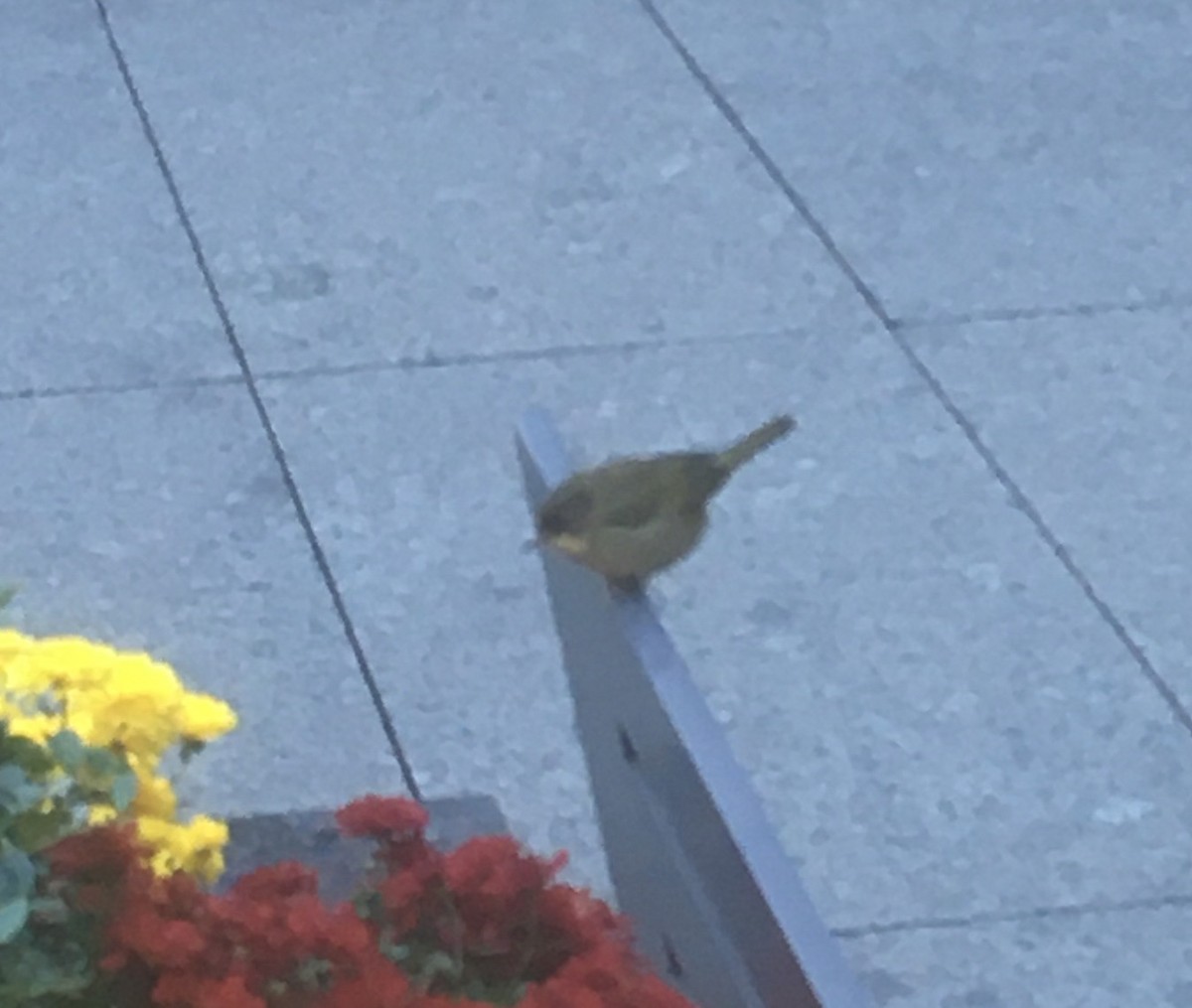 Common Yellowthroat - ML385220981