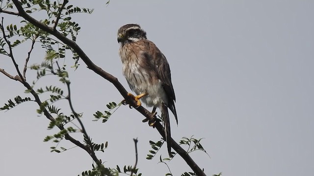 Spot-winged Falconet - ML385221111