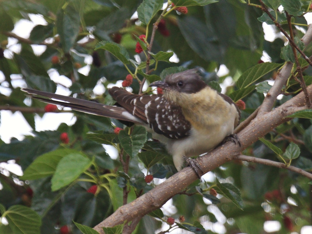 Great Spotted Cuckoo - ML385221861