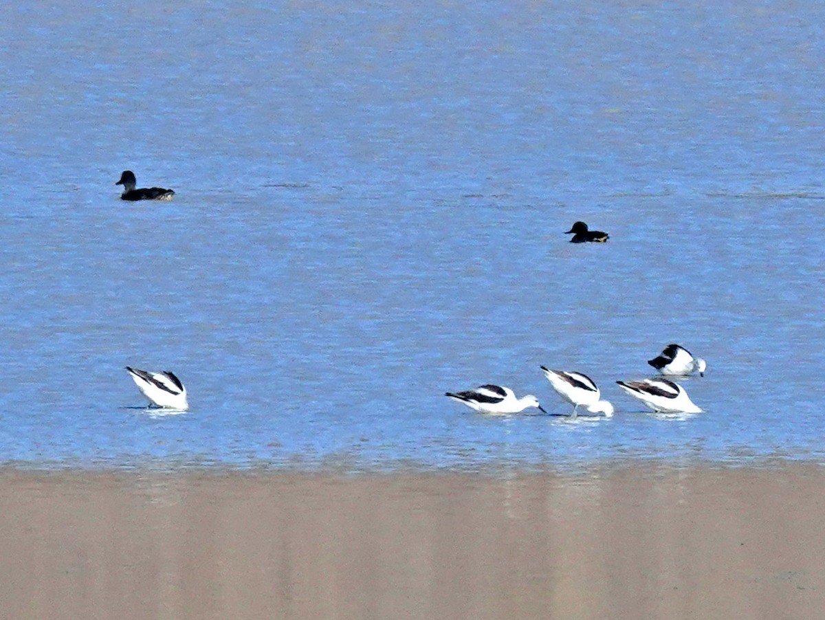 American Avocet - ML385222741