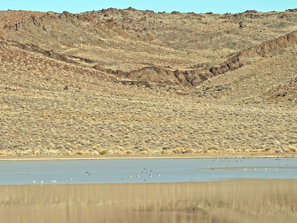 American Avocet - ML385222771