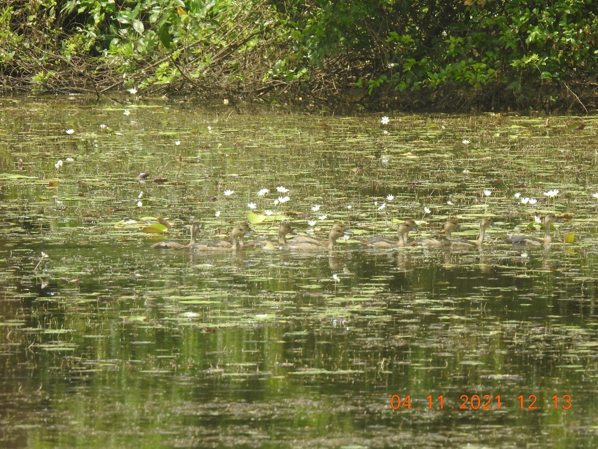 Lesser Whistling-Duck - ML385223011