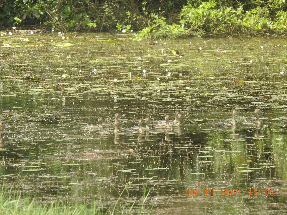 Lesser Whistling-Duck - ML385223021