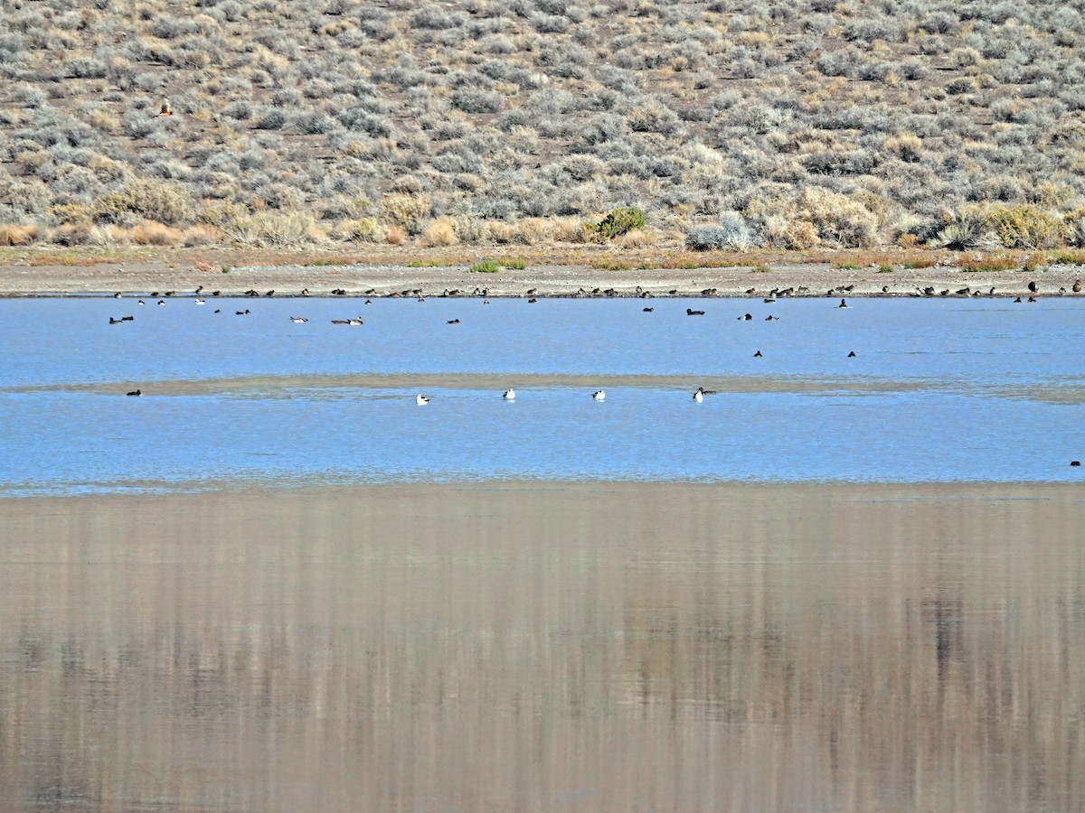 Зэрлэг нугас - ML385223111