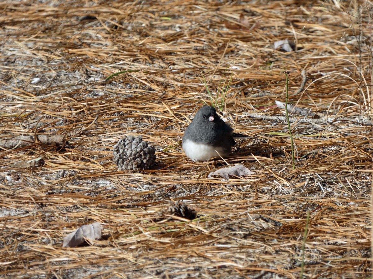 Dark-eyed Junco - ML385223211