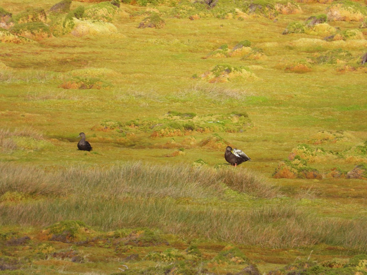 American Black Duck - ML385224691