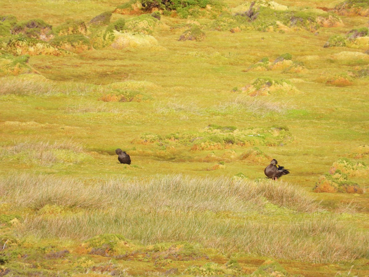 American Black Duck - ML385224831