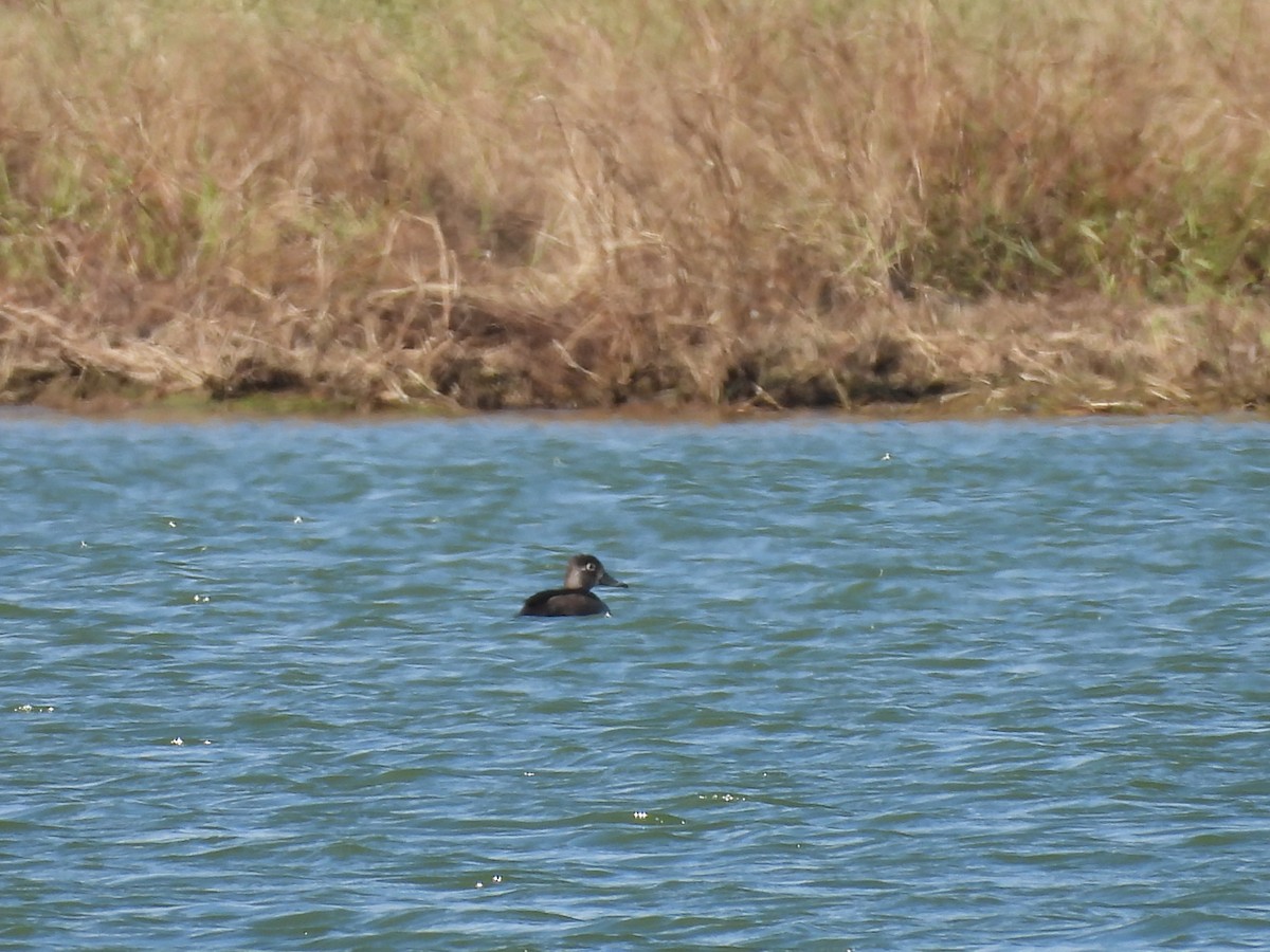 Ring-necked Duck - Jeanene Daniels