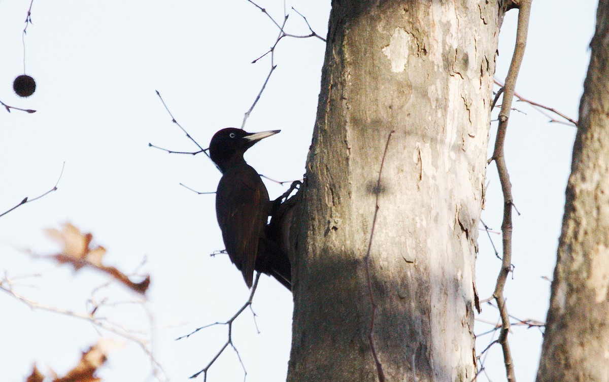 Black Woodpecker - ML385225741
