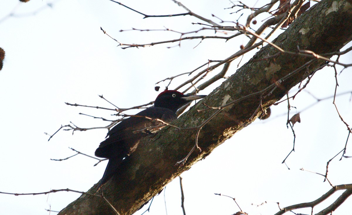 Black Woodpecker - ML385225751
