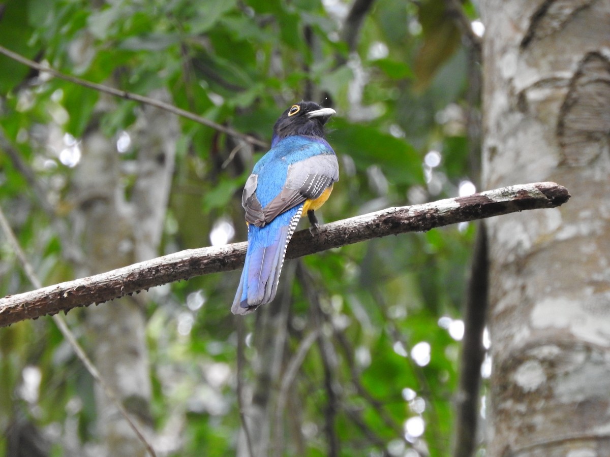 Gartered Trogon - Jason Strickland