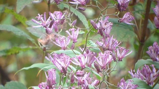 Colibrí de Allen - ML385227281