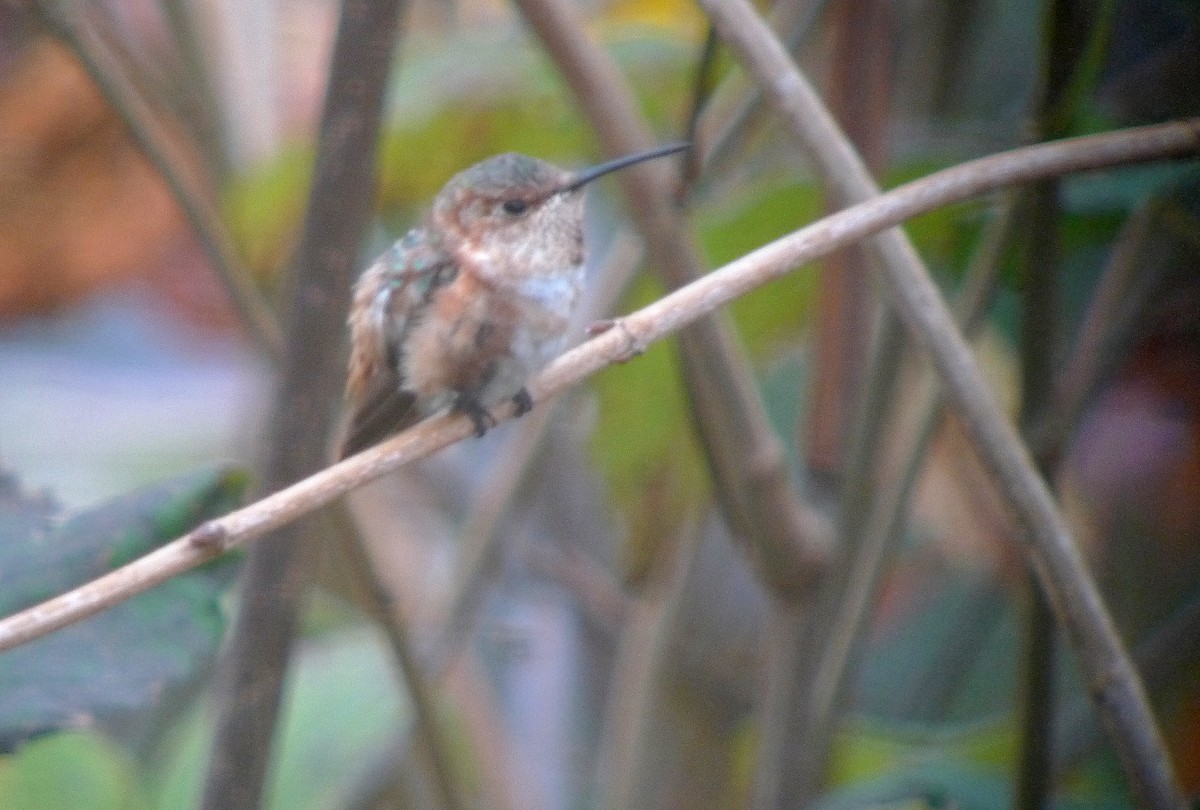 Allen's Hummingbird - ML385227471