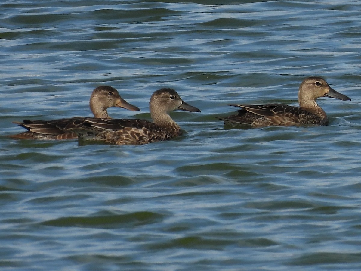 Blue-winged Teal - Jeanene Daniels