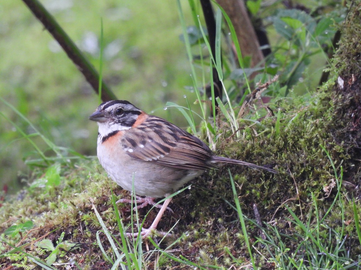 Rufous-collared Sparrow - ML385231661