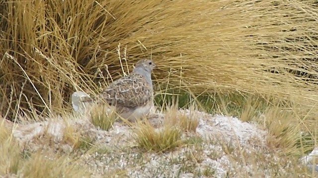 Gray-breasted Seedsnipe - ML385231901