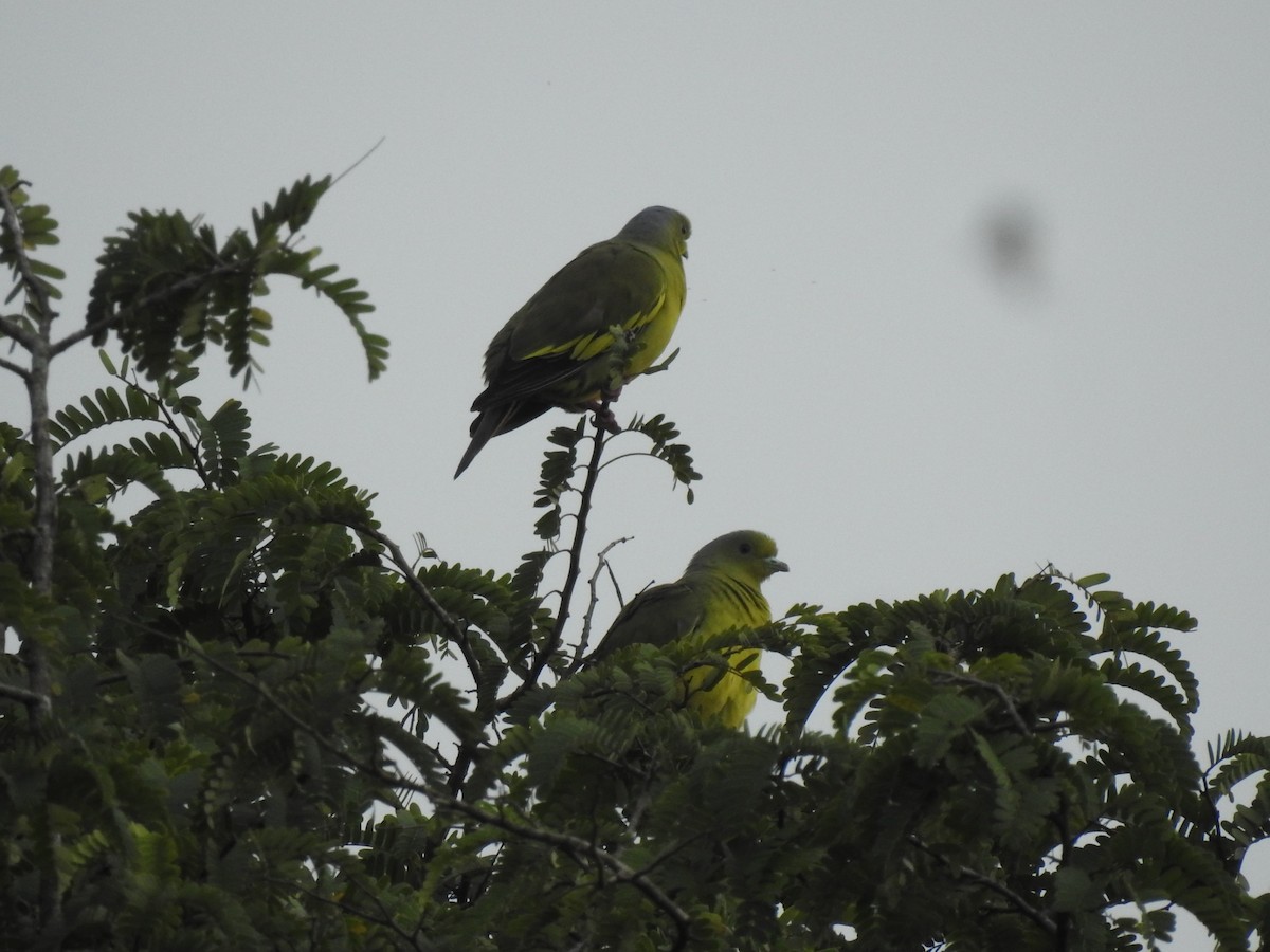 Orange-breasted Green-Pigeon - ML385232761