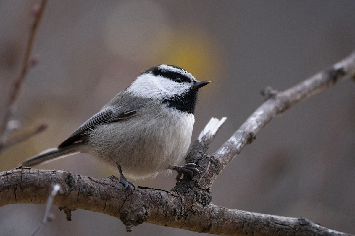 Mountain Chickadee - ML385232791