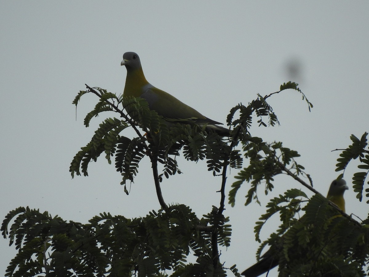 Yellow-footed Green-Pigeon - ML385232831