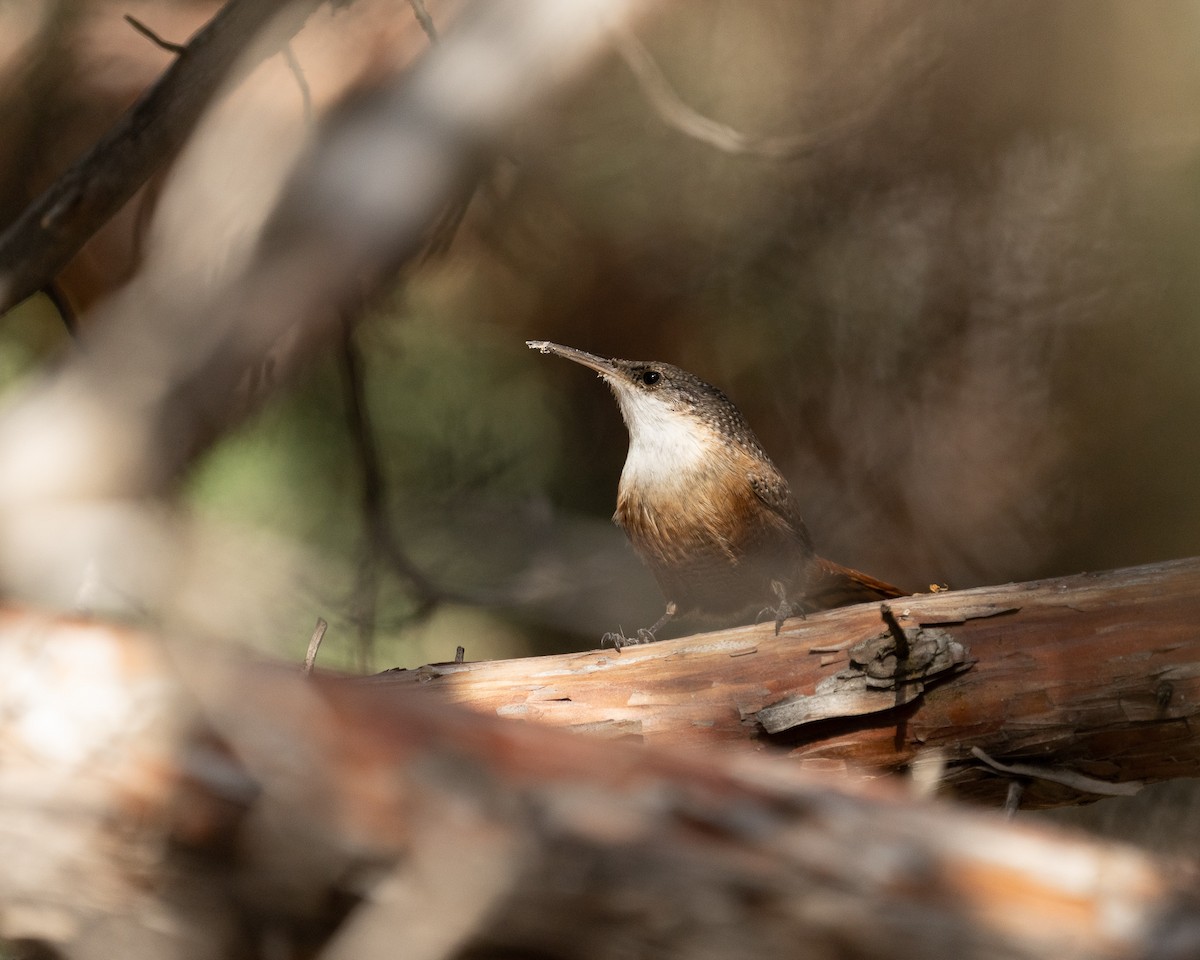 Canyon Wren - ML385233111