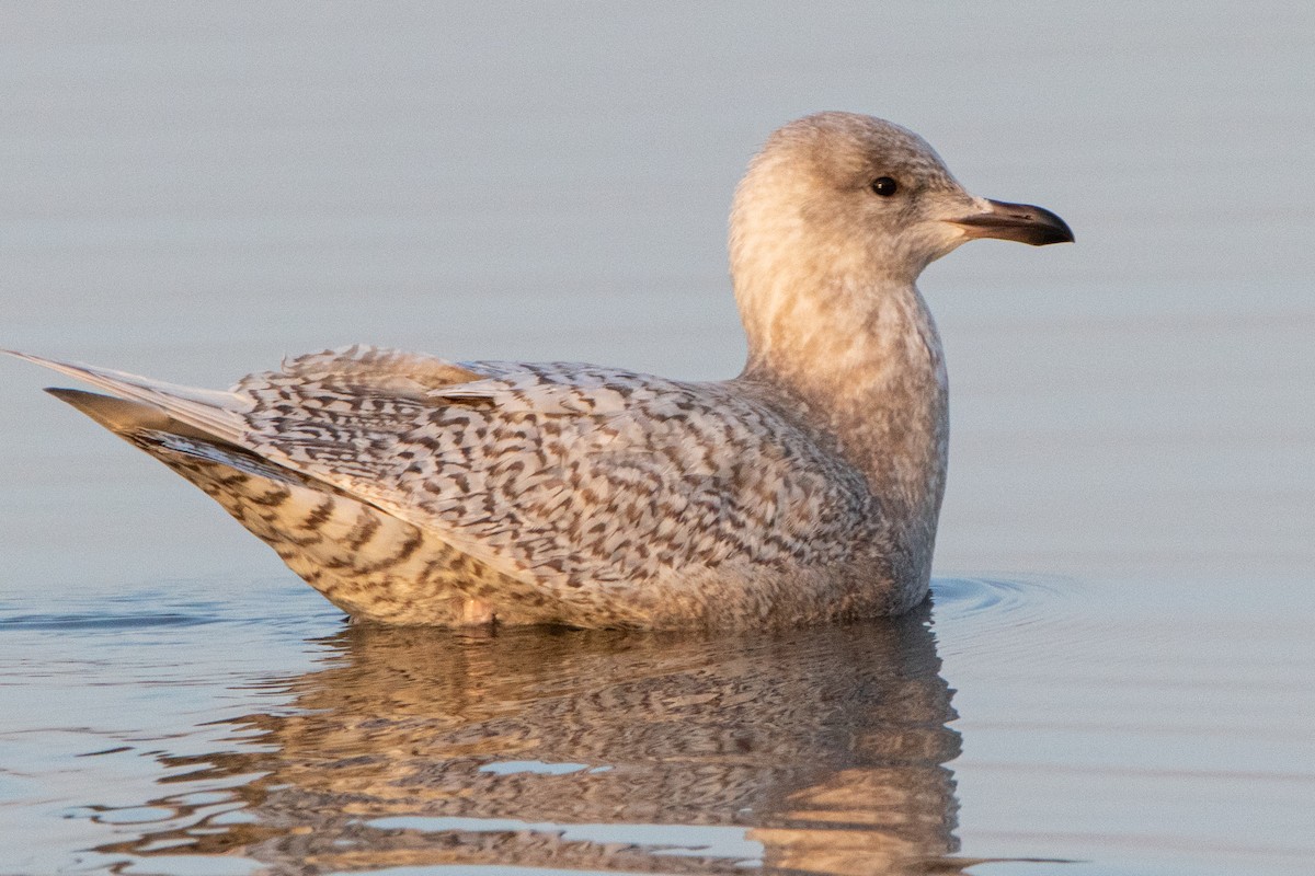 Iceland Gull (kumlieni) - Arthur Mercado