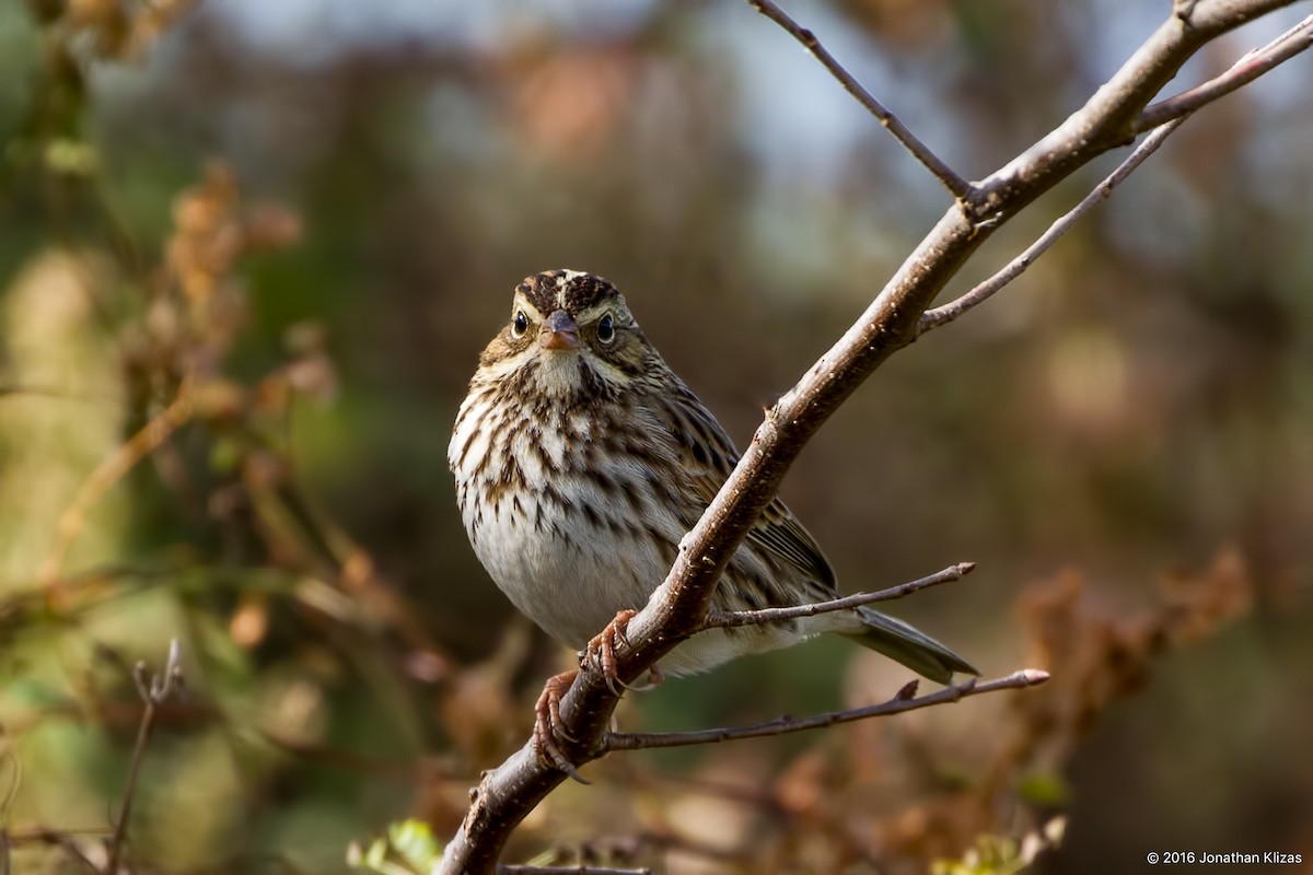 Savannah Sparrow - ML38523591