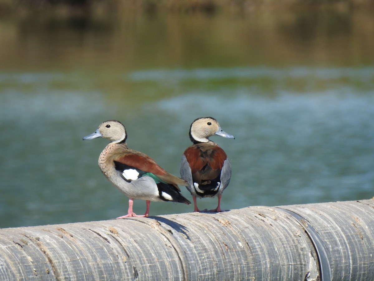 Ringed Teal - ML385236431