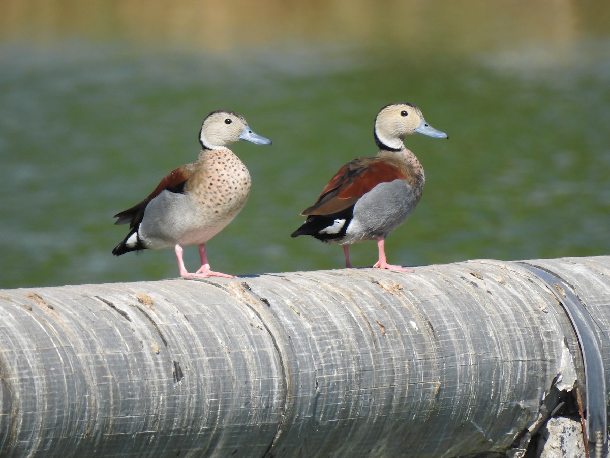 Ringed Teal - ML385236441