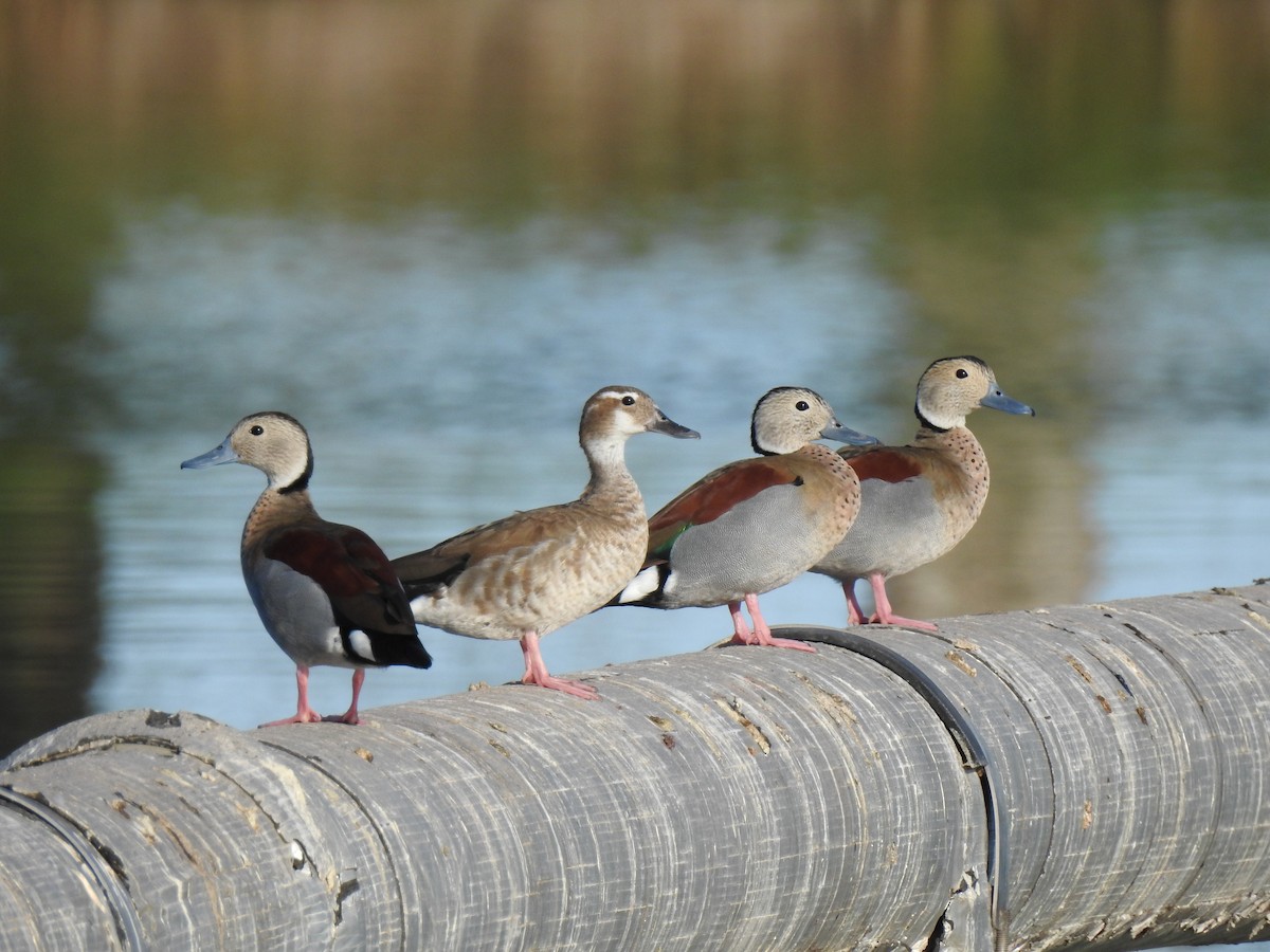 Ringed Teal - ML385236451