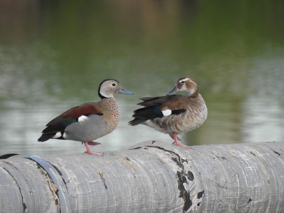 Ringed Teal - ML385236461