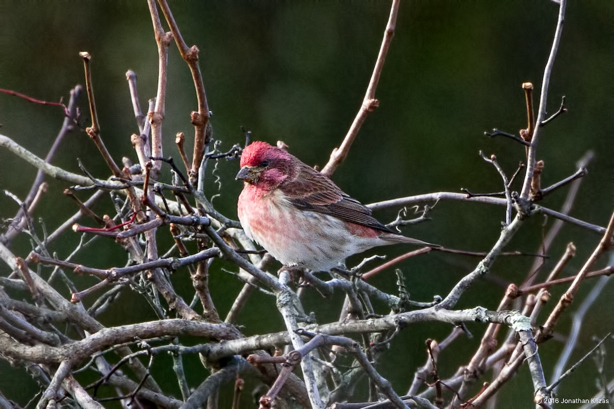 Purple Finch - ML38523681
