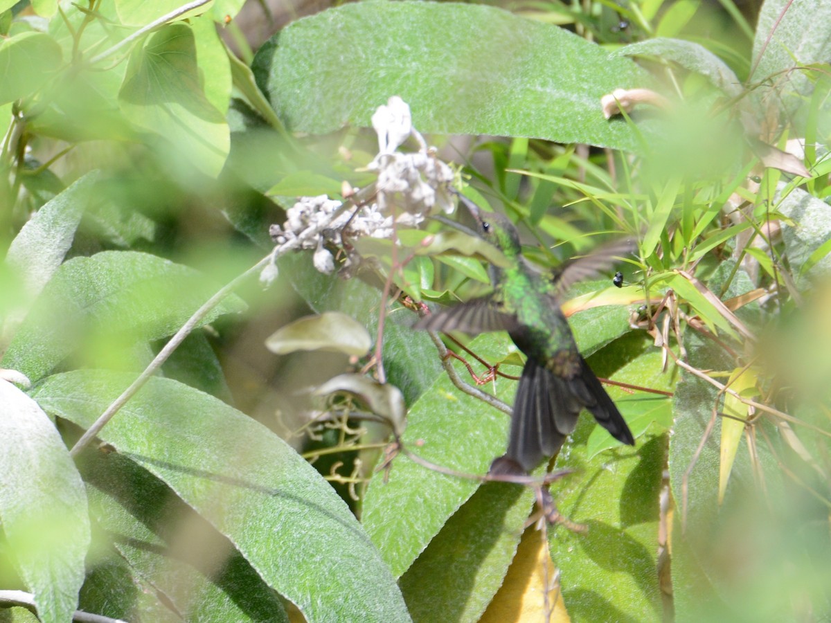 Hispaniolasmaragdkolibri - ML38523691