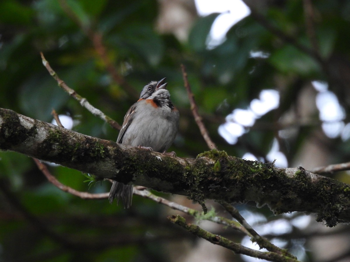 Rufous-collared Sparrow - ML385237101