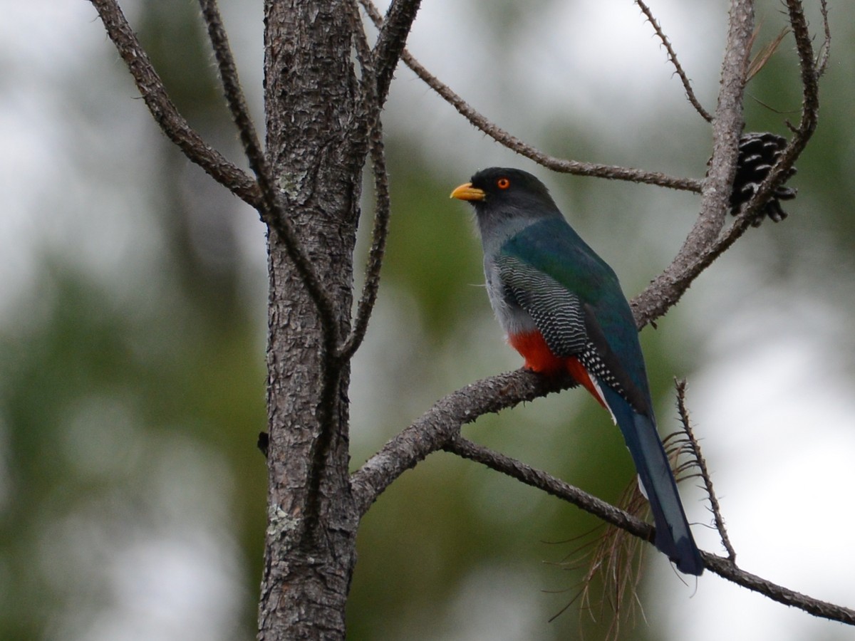 Hispaniolan Trogon - Alan Van Norman