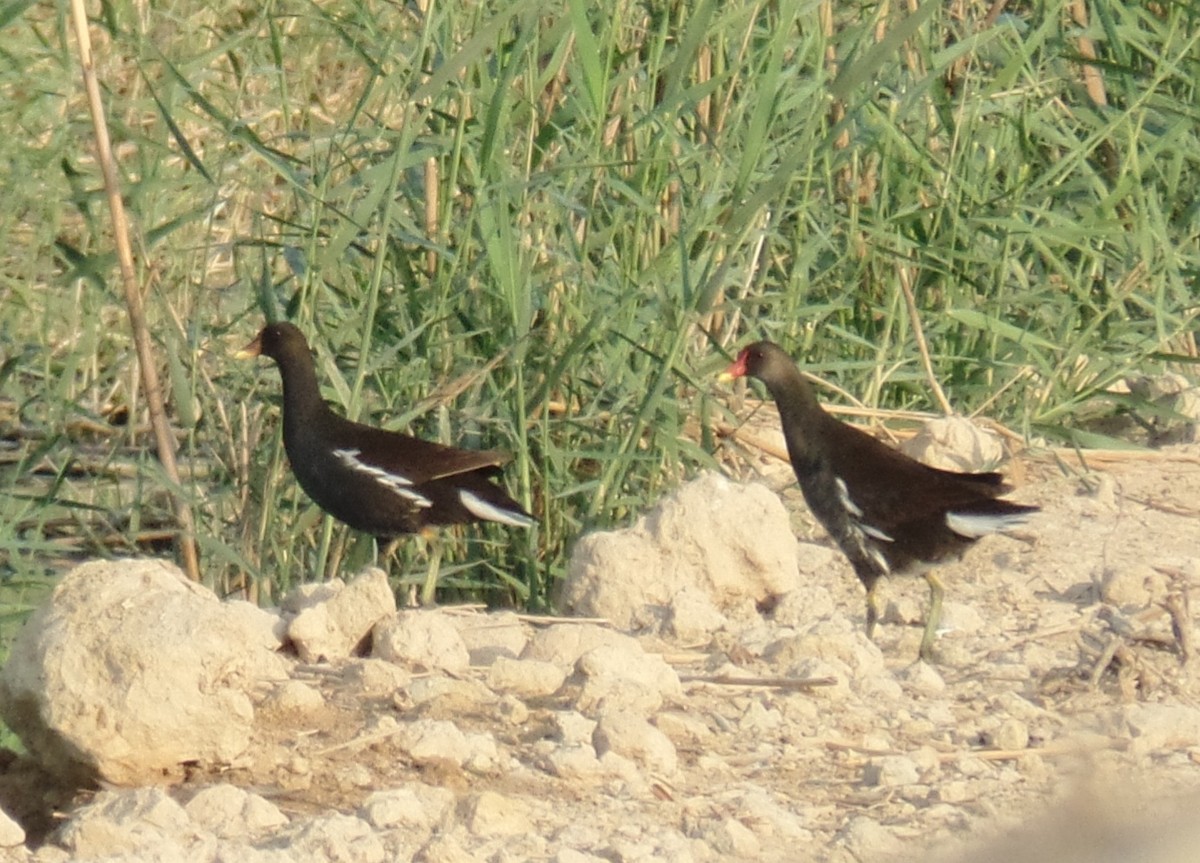 Gallinule poule-d'eau - ML385237831