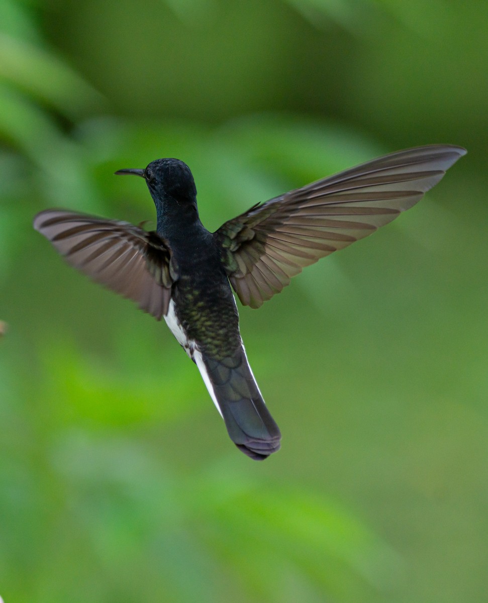 Black Jacobin - ML385237861