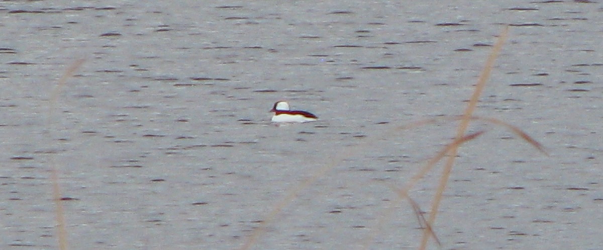 Bufflehead - ML38523851