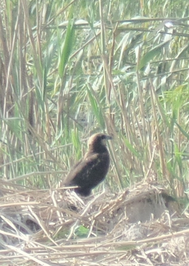 Western Marsh Harrier - ahmad mohammadi ravesh