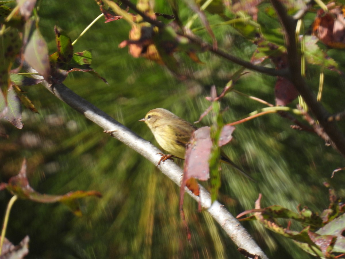 Palm Warbler (Yellow) - ML385240781